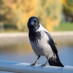 sitting crow on a railing in park