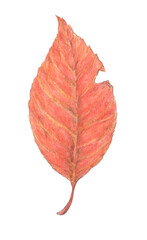 紅葉した落ち葉　水彩色鉛筆イラスト