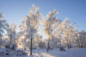 Sunshine through frosty tree a cold beautiful winter day