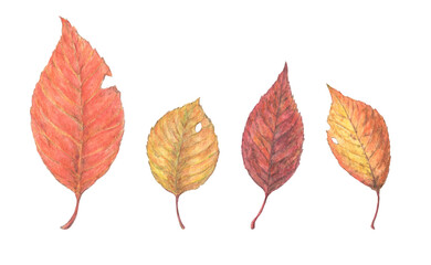 紅葉した落ち葉　水彩色鉛筆イラスト