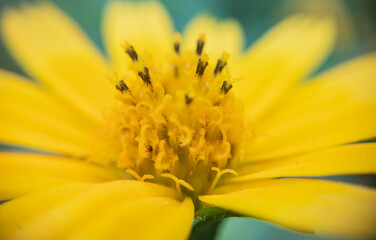 Stunning Macro Photography of Flowers: Capturing Nature's Intricate Beauty Up Close