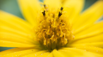 Stunning Macro Photography of Flowers: Capturing Nature's Intricate Beauty Up Close