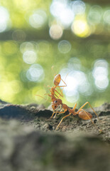 Incredible Macro Photography of Ants: Exploring the Hidden World of Tiny Insects