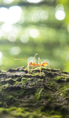 Incredible Macro Photography of Ants: Exploring the Hidden World of Tiny Insects