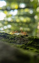 Incredible Macro Photography of Ants: Exploring the Hidden World of Tiny Insects