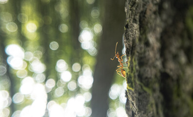 Incredible Macro Photography of Ants: Exploring the Hidden World of Tiny Insects
