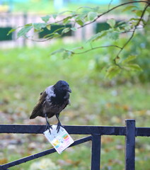 A crow sitting on a park fence holds a bag of cat food in its paws