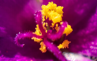 Stunning Macro Photography of Flowers: Capturing Nature's Intricate Beauty Up Close