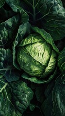 Obraz premium Close-up of a Fresh Green Cabbage Head in a Garden