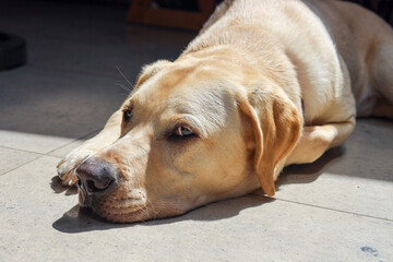 Blonde Labrador Retriever lounging in the sun streaming in.