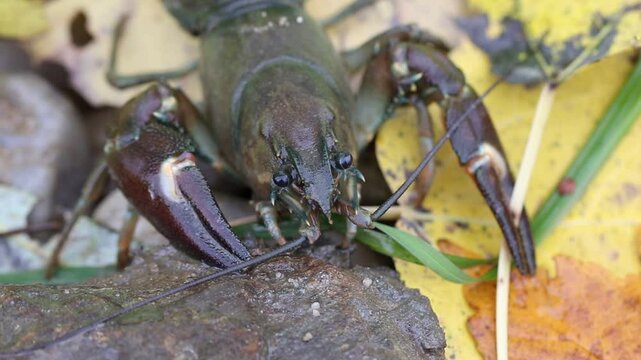 Detail of signal crayfish, Pacifastacus leniusculus, crawling in grass at river bank. North American crayfish, invasive species in Europe, Japan, California. Freshwater crayfish in wildlife nature.