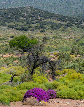 A clump of Purple carpet or Perstapyt (Drosanthemum floribundum) in the veldt near Uniondale.