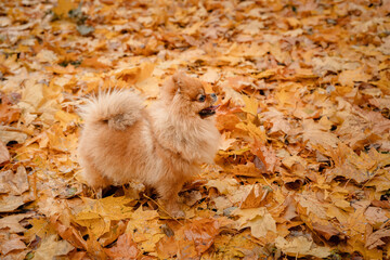 A pomeranian on autumn foliage. A dog with emotions. Walking with a dog and his reactions. A cheerful, funny and cute pet.