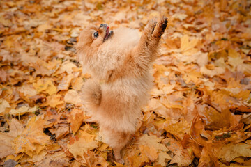 A pomeranian on autumn foliage. A dog with emotions. Walking with a dog and his reactions. A cheerful, funny and cute pet.