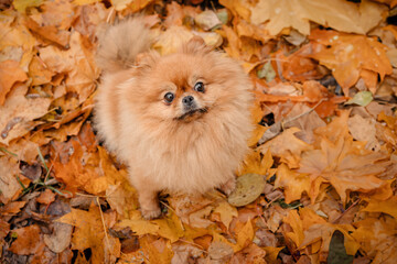 A pomeranian on autumn foliage. A dog with emotions. Walking with a dog and his reactions. A cheerful, funny and cute pet.