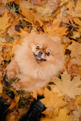 Pomeranian on a walk with the owner in the autumn park. A dog with emotions. The owner scratches the dog and plays with it.  A cheerful, funny and cute pet.