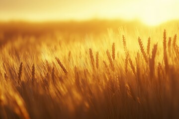 Fototapeta premium Wheat field at sunrise with golden sunlight illuminating the crops.