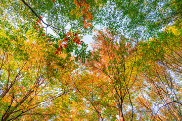 Polonezkoy Village Forest in the Autumn Season Drone Photo, Beykoz Istanbul, Turkiye (Turkey)
