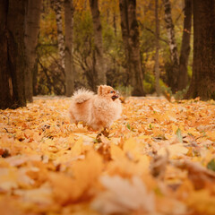 A pomeranian on autumn foliage. A dog with emotions. Walking with a dog and his reactions. A cheerful, funny and cute pet.