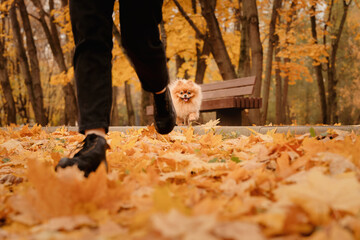 Pomeranian on a walk with the owner in the autumn park. A dog with emotions. The owner scratches the dog and plays with it.  A cheerful, funny and cute pet.