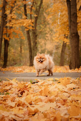 A pomeranian on autumn foliage. A dog with emotions. Walking with a dog and his reactions. A cheerful, funny and cute pet.