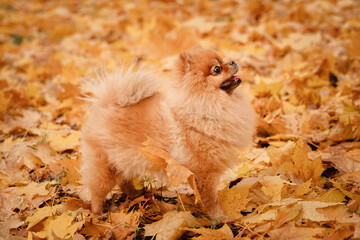 A pomeranian on autumn foliage. A dog with emotions. Walking with a dog and his reactions. A cheerful, funny and cute pet.