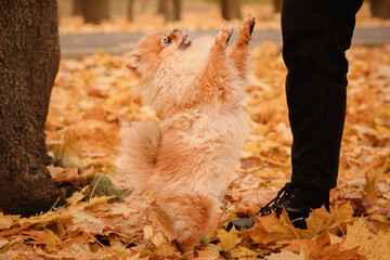 Pomeranian on a walk with the owner in the autumn park. A dog with emotions. The owner scratches the dog and plays with it.  A cheerful, funny and cute pet.