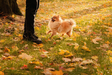 Pomeranian on a walk with the owner in the autumn park. A dog with emotions. The owner scratches the dog and plays with it.  A cheerful, funny and cute pet.