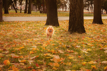 Pomeranian on a walk with the owner in the autumn park. A dog with emotions. The owner scratches the dog and plays with it.  A cheerful, funny and cute pet.