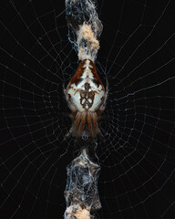 Macro Shot of a Spider Weaving Its Web, Showcasing the Fine Details and Geometry of the Web Structure