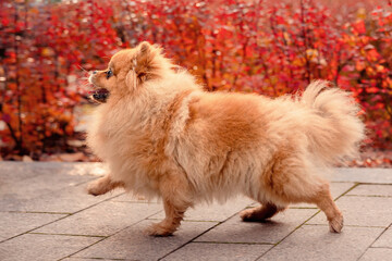 A red-haired pomeranian on a walk in the autumn park. Red autumn bushes. An emotional domestic dog.