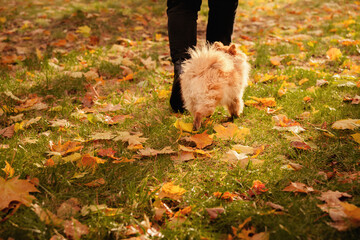 Pomeranian on a walk with the owner in the autumn park. A dog with emotions. The owner scratches the dog and plays with it.  A cheerful, funny and cute pet.
