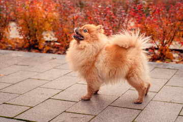 A red-haired pomeranian on a walk in the autumn park. Red autumn bushes. An emotional domestic dog.