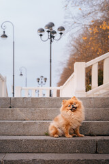 A red-haired Pomeranian is sitting on the steps in the park. A cute pet dog on a walk. Funny dog emotions.