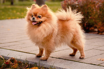 A red-haired pomeranian on a walk in the autumn park. Red autumn bushes. An emotional domestic dog.