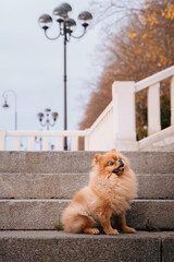 A red-haired Pomeranian is sitting on the steps in the park. A cute pet dog on a walk. Funny dog emotions.