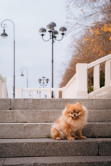 A red-haired Pomeranian is sitting on the steps in the park. A cute pet dog on a walk. Funny dog emotions.