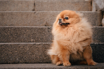 A red-haired Pomeranian is sitting on the steps in the park. A cute pet dog on a walk. Funny dog emotions.