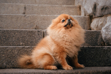 A red-haired Pomeranian is sitting on the steps in the park. A cute pet dog on a walk. Funny dog emotions.