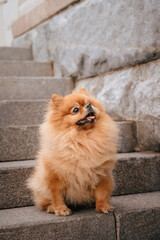 A red-haired Pomeranian is sitting on the steps in the park. A cute pet dog on a walk. Funny dog emotions.
