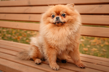 The Pomeranian is sitting on a bench in the park. A cheerful, funny and emotional pet.
