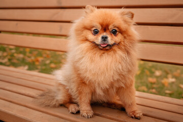 The Pomeranian is sitting on a bench in the park. A cheerful, funny and emotional pet.