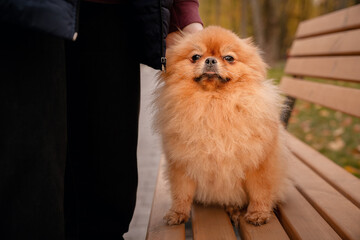 The Pomeranian is sitting on a bench in the park. A cheerful, funny and emotional pet.