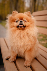 The Pomeranian is sitting on a bench in the park. A cheerful, funny and emotional pet.