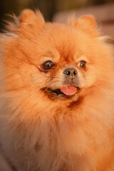 The Pomeranian is sitting on a bench in the park. A cheerful, funny and emotional pet.