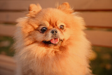The Pomeranian is sitting on a bench in the park. A cheerful, funny and emotional pet.