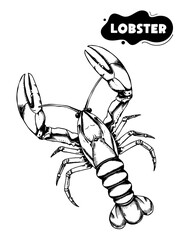 143 lobster illustration model for coloring