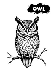 155 owl illustration model for coloring