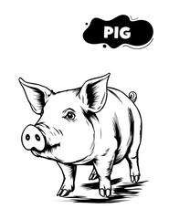 161 Pig illustration model for coloring
