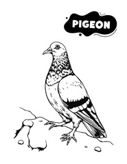 164 Pigeon illustration model for coloring